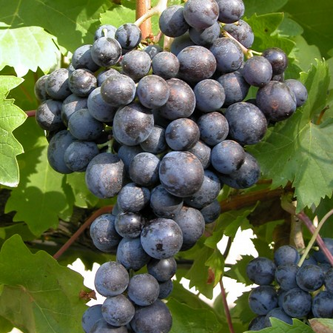 Struguri Moldova